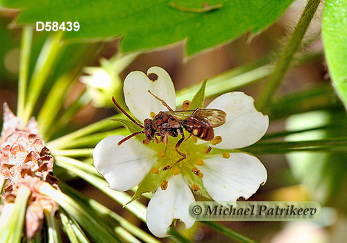 Spotted Nomad Bee (Nomada maculata)